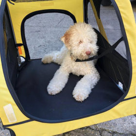 Lagotto Romagnolo 3