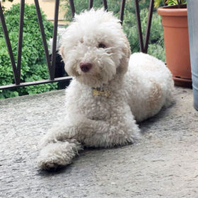 Lagotto Romagnolo 4