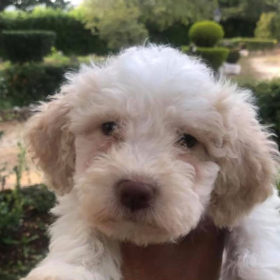 Lagotto Romagnolo Bianco