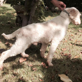 Lagotto Romagnolo in posa