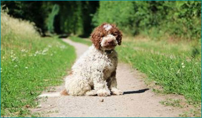 Allevamenti di Lagotto Romagnolo