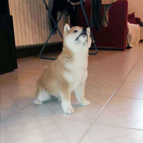 Shiba Inu foto 3