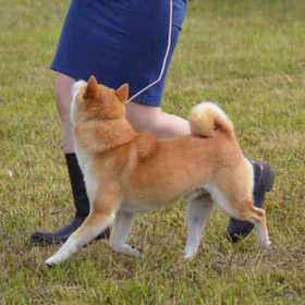 Shiba Inu foto 5