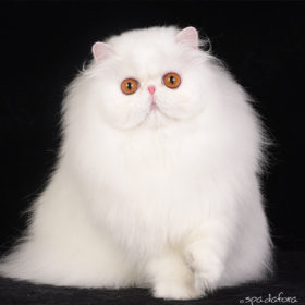 Gatto persiano bianco