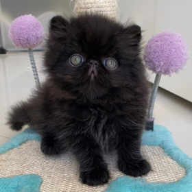 Cucciolo di gatto persiano nero