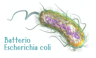 Cane con infezione delle vie urinarie batterio Escherichia coli