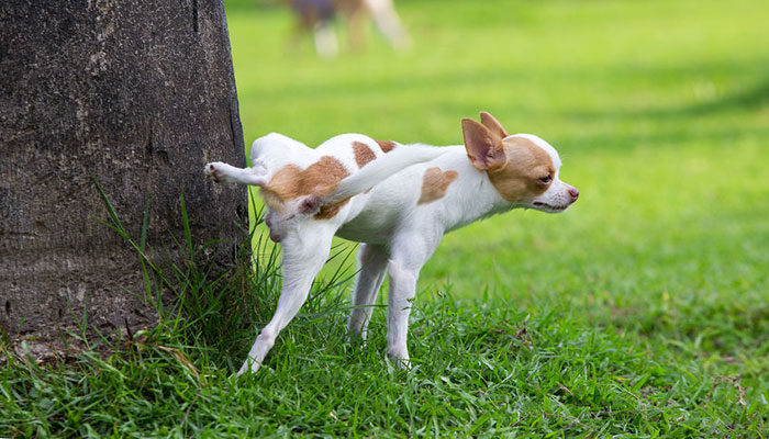 Cane con infezione delle vie urinarie: farmaci e cure naturali