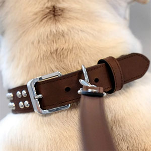 Collare in Pelle per Cani Modello Ball Studs Aura Saddle