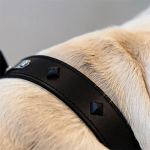 Collare in Pelle per Cani Modello Pyramis Studs Anthracite