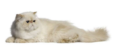 Gatto Persiano Bianco