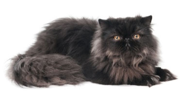 Gatto Persiano Longhair Nero