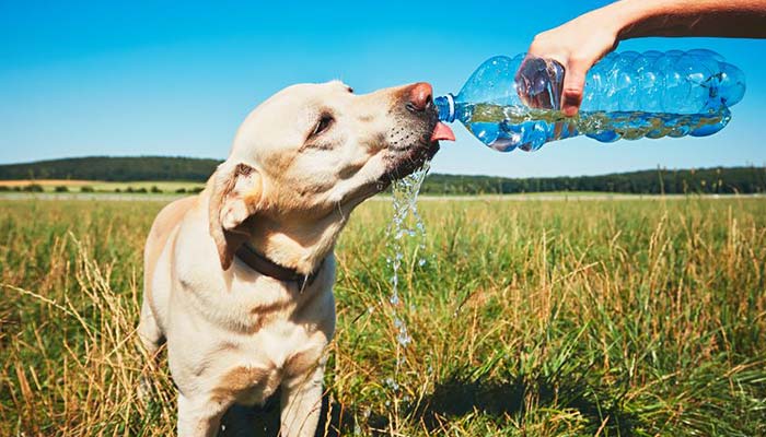 Come rinfrescare il cane in estate