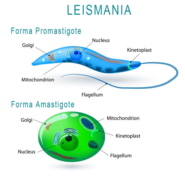 LEISHMANIOSI CANINA variazioni di forma delle cellule durante il ciclo di vita