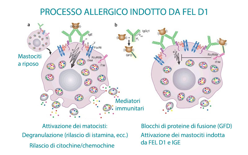 Processo allergico indotto da allergene del gatto FEL D1