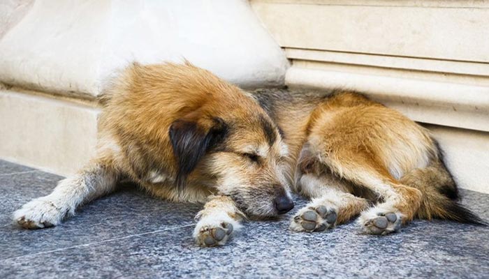 Trovato un cane abbandonato per strada ecco cosa fare