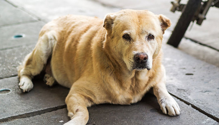 Cane anziano con zampe posteriori che cedono