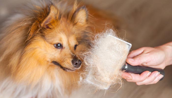 Come spazzolare il cane