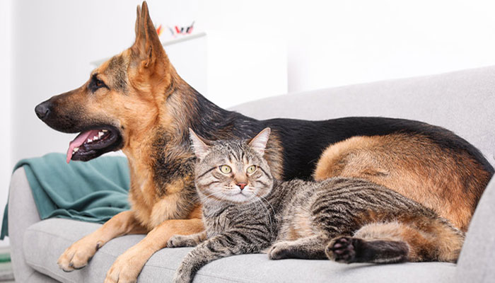 Rimuovere i peli del cane e del gatto da divano e vestiti