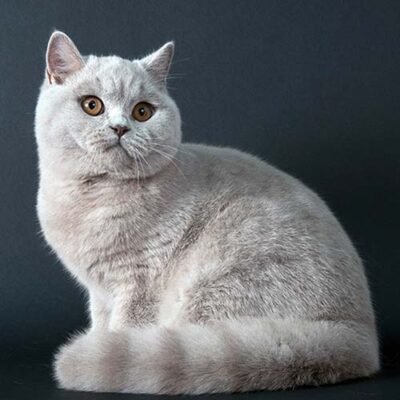 British Shorthair grigio