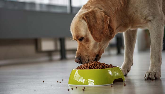 Cane che non mangia le crocchette risolvi con insaporitore