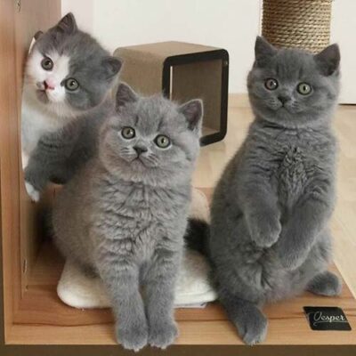 Gatti British Shorthair su tiragraffi