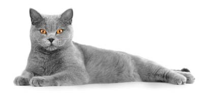 Gatto British Shorthair adulto