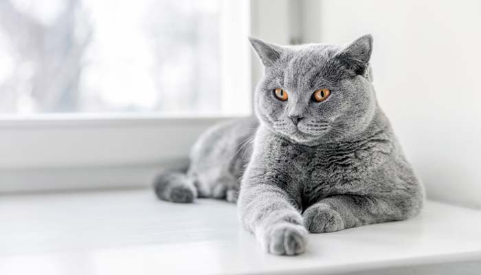 Gatto British Shorthair razza carattere allevamenti prezzi