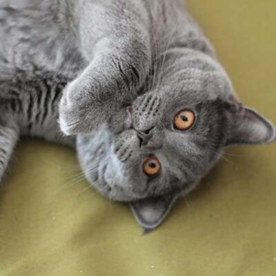 Gatto British Shorthair sdraiato