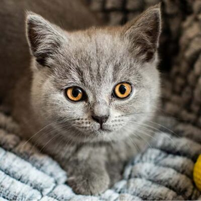 Gatto razza British Shorthair