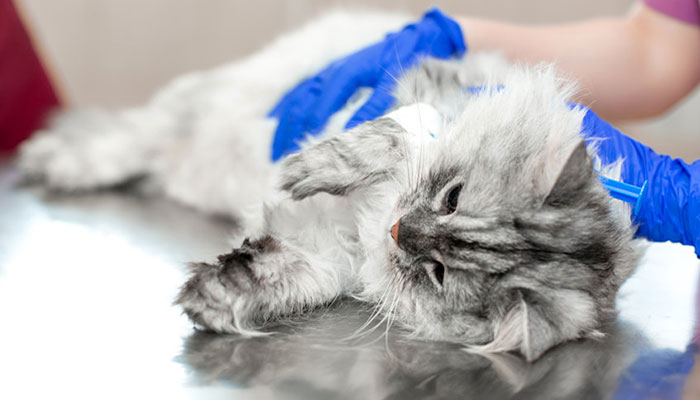 Sterilizzazione del gatto consigli e informazioni utili