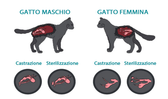 Sterilizzazione del gatto e costrazione differenze