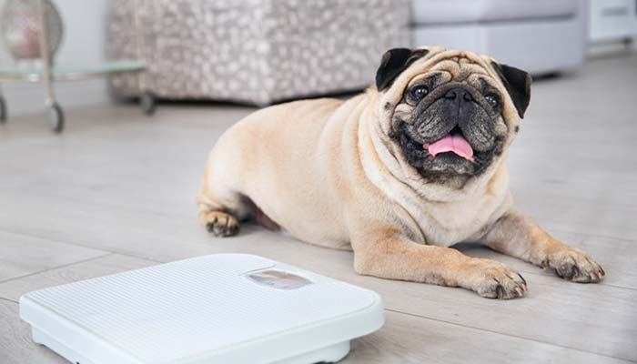 Cane con problemi di obesità: consigli e rimedi