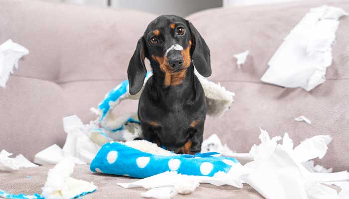 Ansia da separazione del cane: come gestirla