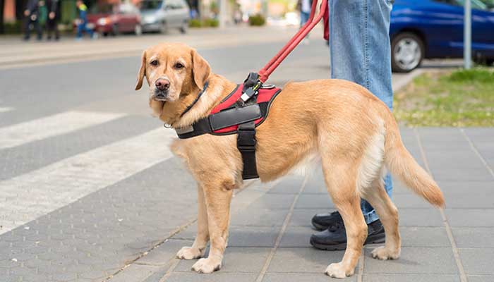 Vivere con il cane in città: consigli utili