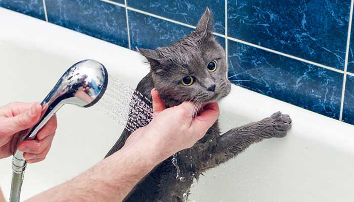 Fare il bagno al gatto: come e perché farlo