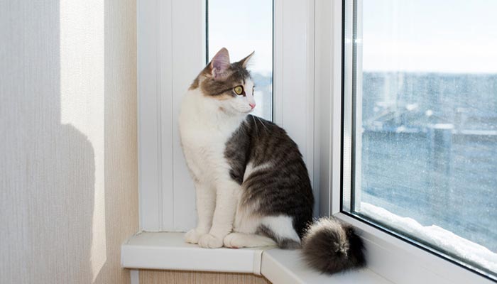 Il gatto può cadere dalla finestra? Consigli per la sicurezza