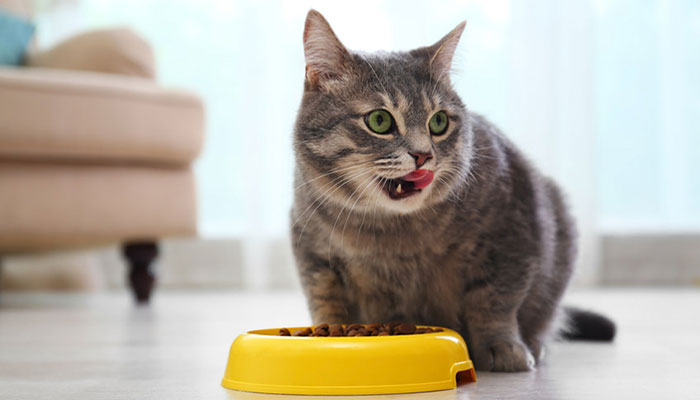La corretta alimentazione del gatto: consigli utili