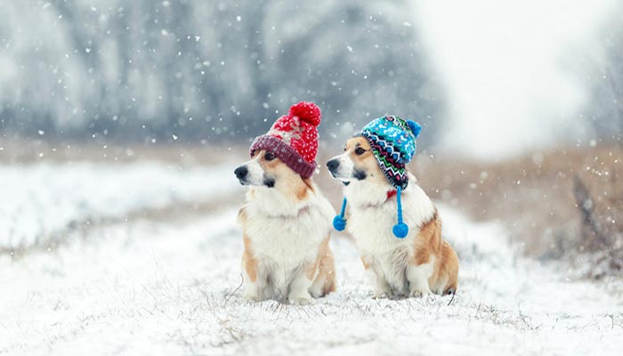 Portare il cane sulla neve Consigli utili
