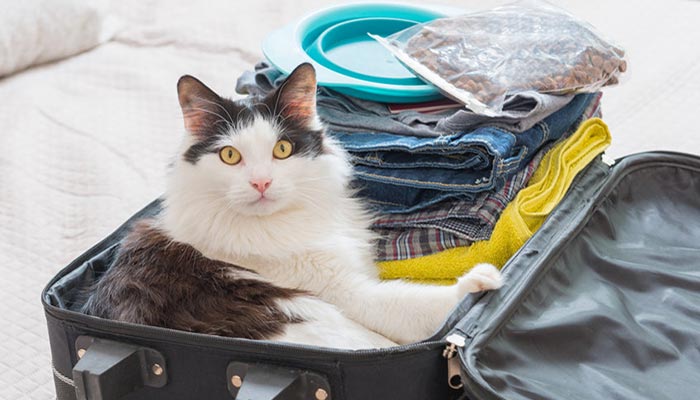 Come viaggiare con il gatto: consigli utili