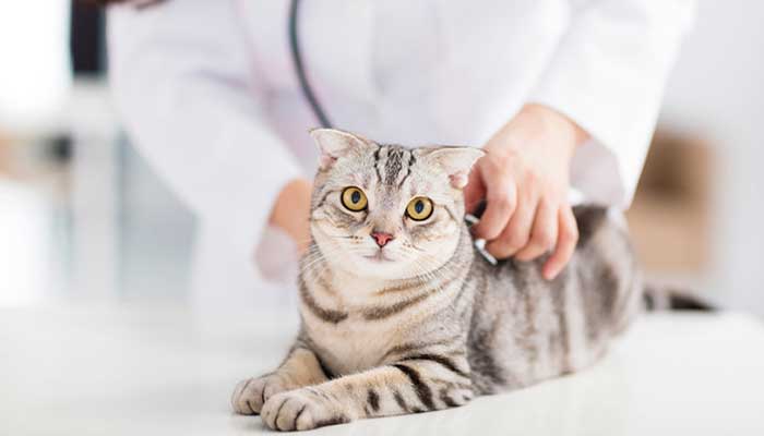 Felv e Fiv nel gatto: diagnosi, cure e prevenzione