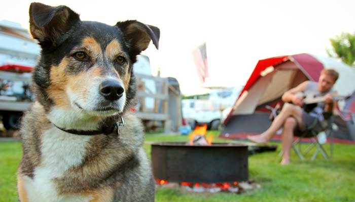 Andare in campeggio con il cane