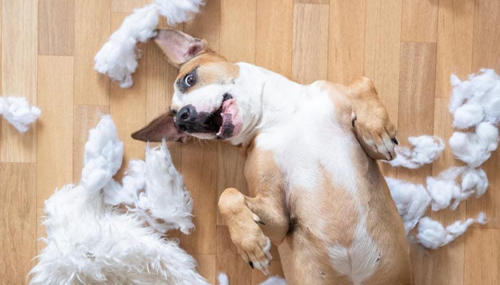 DISTURBI Comportamentali del Cane: Come Intervenire