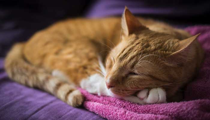 Il gatto non dorme di notte: consigli e suggerimenti