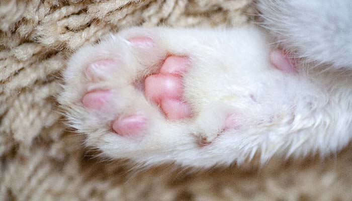Lesioni ai cuscinetti del gatto: come curarle e prevenirle