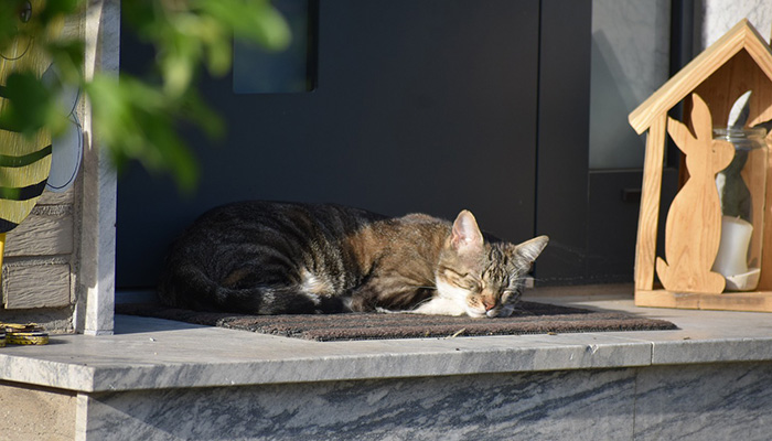 Meglio tenere il gatto dentro o fuori casa? - PerPets