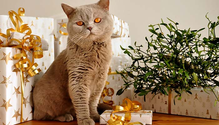 Cosa regalare al gatto per Natale: 10 idee per renderlo felice