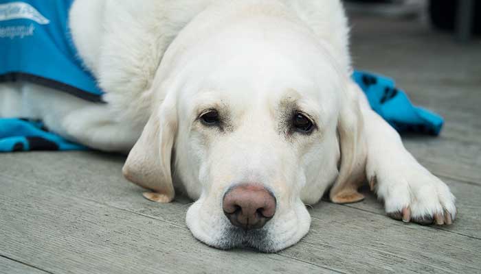 Infiammazione intestinale cronica nel cane