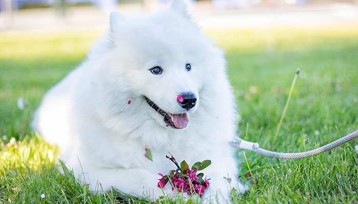 Piante velenose per i cani assolutamente da evitare