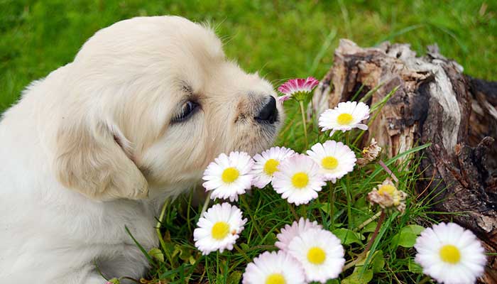 Fiori di Bach per i cani: come usarli al meglio