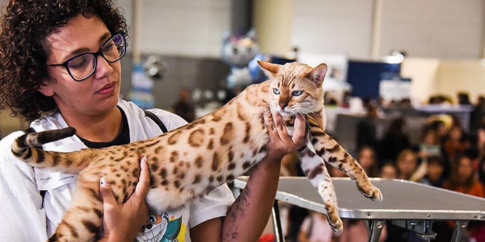 Ombradiluna Allevamento Gatti Main Coon e Bengala